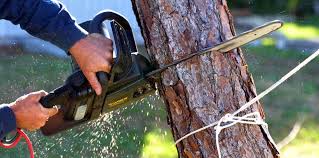Best Commercial Tree Services  in Abingdon, VA