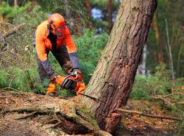 Best Tree Mulching  in Abingdon, VA