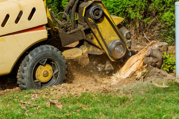 Best Leaf Removal  in Abingdon, VA