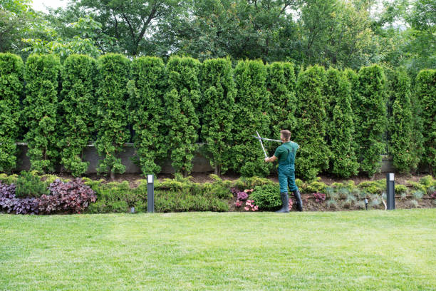 Best Weed Control  in Abingdon, VA