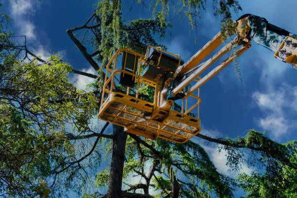 Best Palm Tree Trimming  in Abingdon, VA