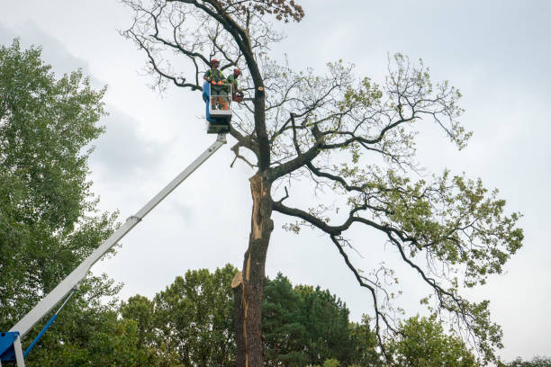 Best Stump Grinding and Removal  in Abingdon, VA
