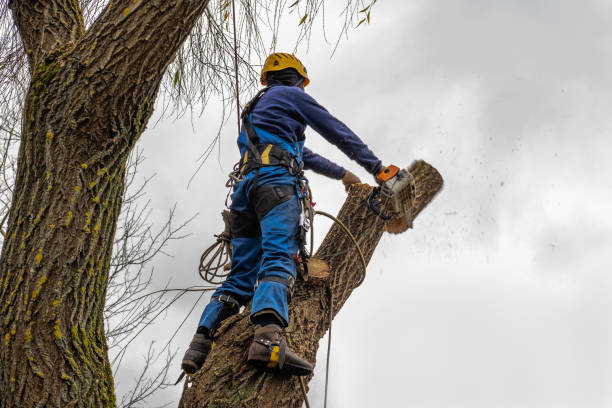 How Our Tree Care Process Works  in  Abingdon, VA