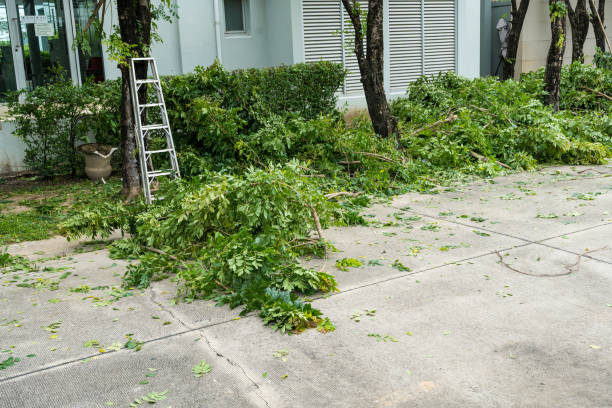 Best Tree Risk Assessment  in Abingdon, VA