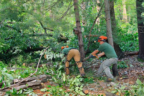 Best Tree Preservation Services  in Abingdon, VA