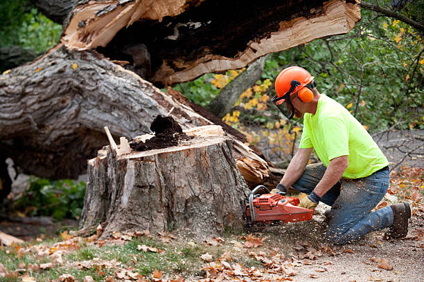 Abingdon, VA Tree Services Pros