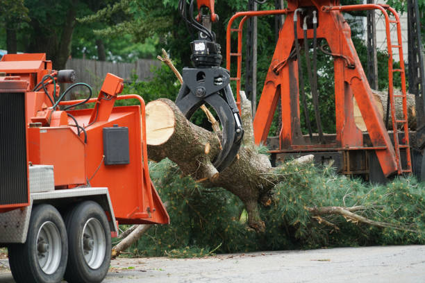 Best Seasonal Cleanup (Spring/Fall)  in Abingdon, VA