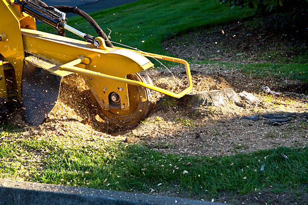 Best Aeration Services  in Abingdon, VA