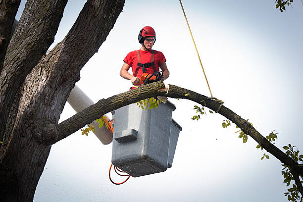 Best Fruit Tree Pruning  in Abingdon, VA