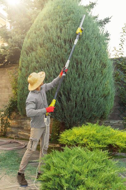 Best Tree Cabling and Bracing  in Abingdon, VA