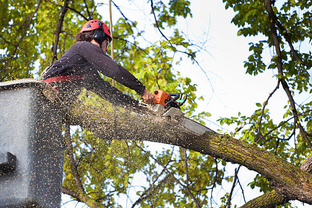 Best Hedge Trimming  in Abingdon, VA