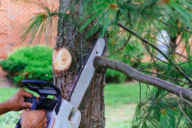 Professional Tree Services in Abingdon, VA