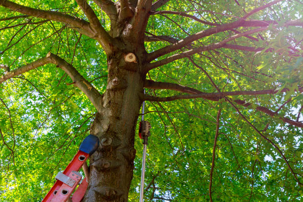 Best Storm Damage Tree Cleanup  in Abingdon, VA